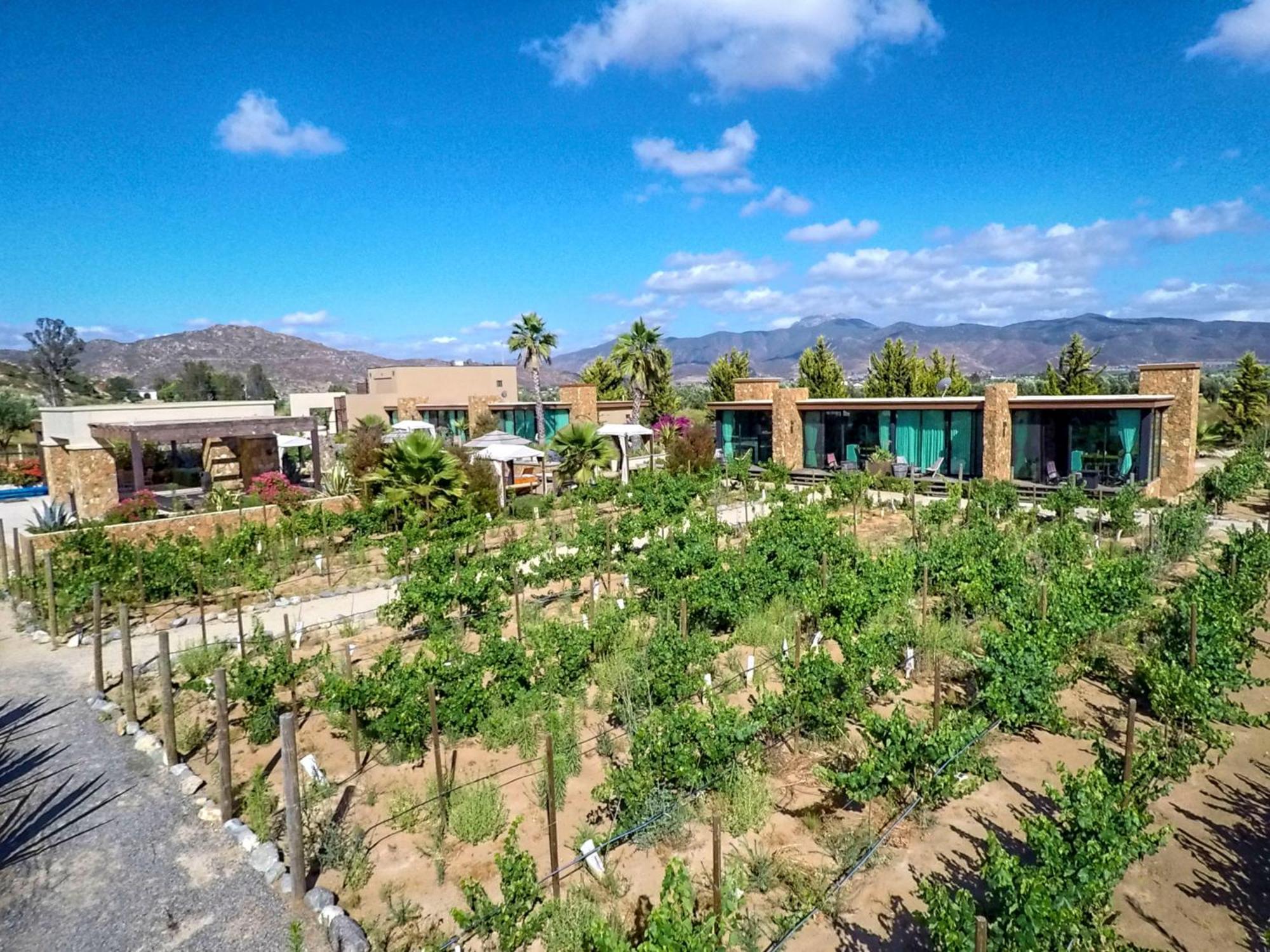 Hotel Boutique Valle De Guadalupe & Spa ห้อง รูปภาพ